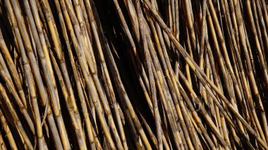 arkaplan olarak kuru sazlıklar dizildi