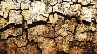 Arka plandaki kırık ağaç kabuğu