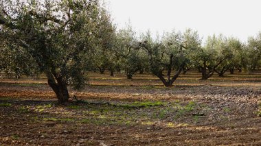 Tarlada dikilmiş zeytin ağaçları