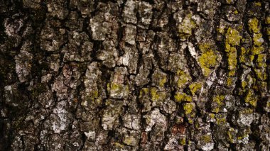 kaba ahşap kabuk dokusu arkaplanı