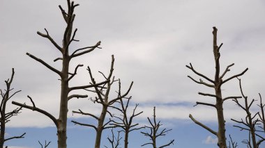 Gökyüzüne karşı budanmış ağaç tepeleri