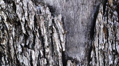 zeytin ağacının kabuğunun kaba dokusu