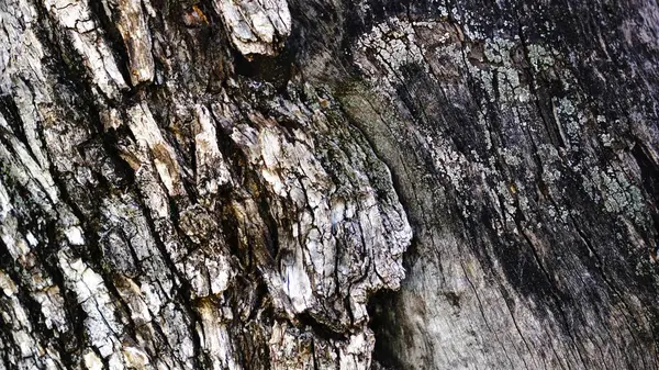 Zeytin ağacı kabuğunun küllü dokusu