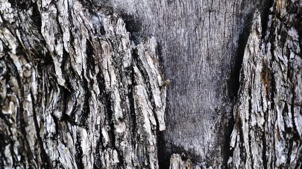 zeytin ağacının kabuğunun kaba dokusu