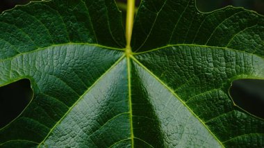 Arkaplan olarak incir ağacı yaprağı