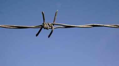 Dikenli teller gökyüzüne karşı