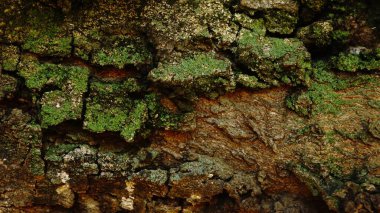 arka plan olarak kırsal ağaç kabuğu