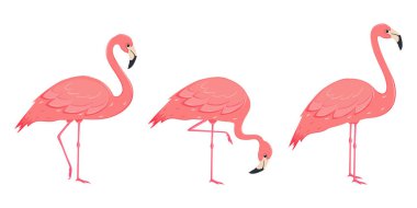 Pembe flamingolar. Egzotik tropikal kuşlar. Şirin bir flamingo çizgi filmi karakteri. Dekorasyon elementi. Vektör