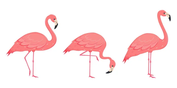 Różowe Flamingi Ustawione Egzotyczne Ptaki Tropikalne Cute Postać Flamingi Kreskówki — Wektor stockowy