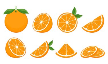 Taze portakal seti. Beyaz arka planda izole edilmiş portakal meyvesi. Vektör illüstrasyonu