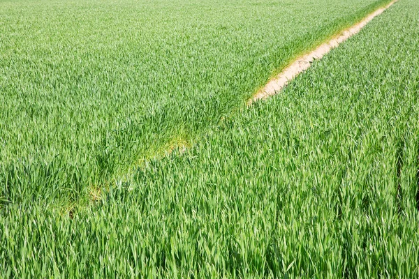 Grünes Maisfeld Frühling Noch Ohne Ähre — Stockfoto