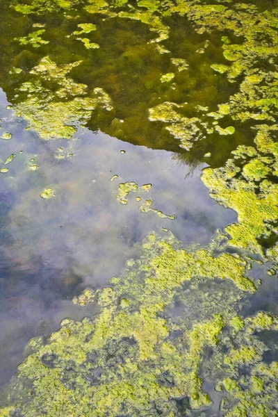 Стагнатный Водный Фон Водорослями Появляющимися Поверхности Озера — стоковое фото