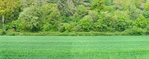 Färskt Grönt Gräs Med Skog Och Träd Bakgrunden — Stockfoto