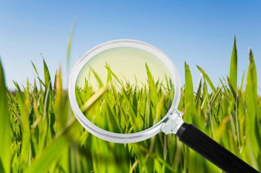 Tahıl hastalıkları araştırması - yeşil mısır tarlası ve büyüteç içeren konsept