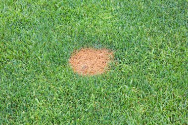 Hastalıktan dolayı çimenler kurumuş.