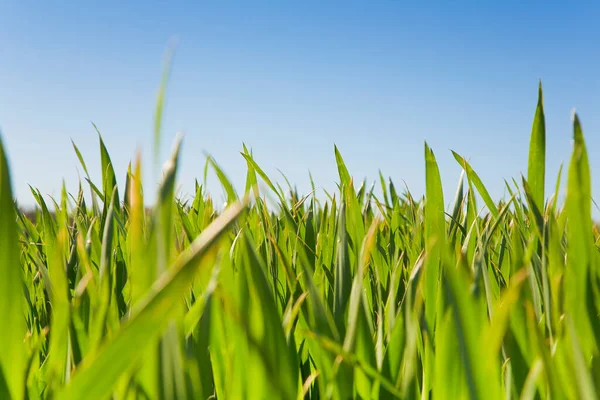 stock image Close-up and detail of a green corn agricultural field in springtime still without the ear