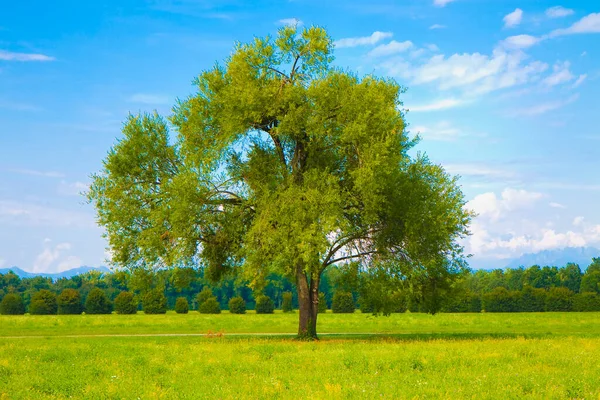 Odizolowane Drzewo Zielonej Łące Parku Publicznego Drzewami Backgrpund Czyste Niebo — Zdjęcie stockowe
