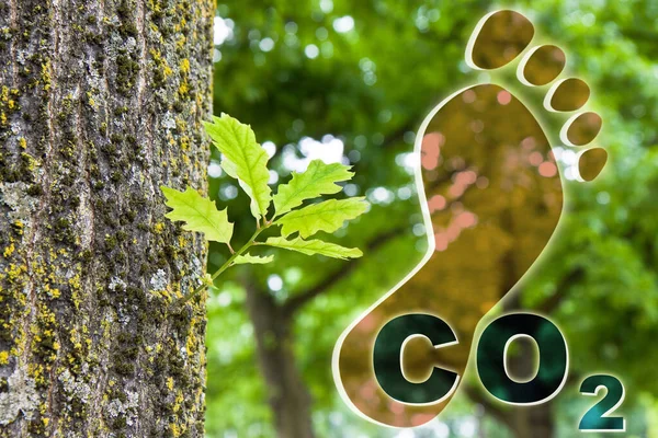 Karbondioksit Salınımının Miktarını Azaltmak Için Ağaç Dikmek Ayak Izi Simgesi — Stok fotoğraf