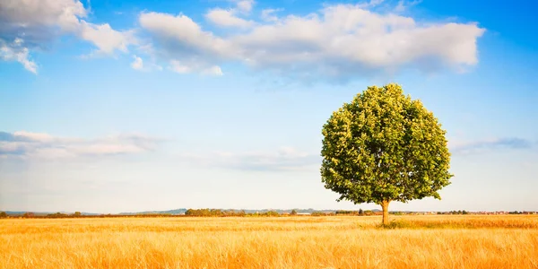 Grüner Einsamer Baum Vor Klarem Himmel Einem Weizenfeld Der Toskana — Stockfoto