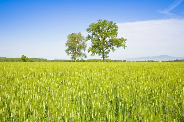 Toskana Kırsalındaki Bir Buğday Tarlasında Açık Bir Gökyüzüne Karşı Yeşil — Stok fotoğraf