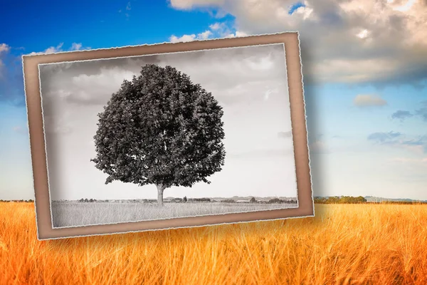 Vykort Isolerad Träd Toscana Wheatfield Toscana Italien Tonas Bild — Stockfoto