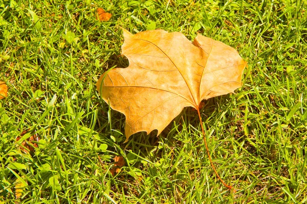 Trockenes Laub Auf Dem Rasen Herbstkonzept — Stockfoto
