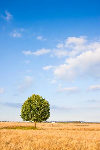 Grön Ensam Träd Mot Klar Himmel Toscana Vete Fält Italien — Stockfoto
