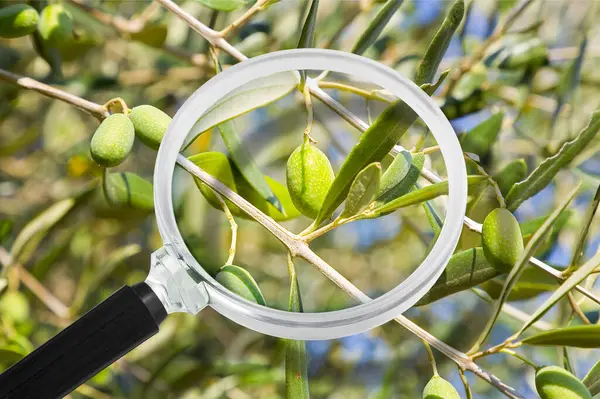 Pay attention to olive oil - Concept with young olive tree plant seen through a magnifying glass