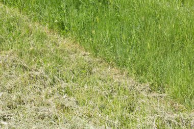 Yeşil çayır arka planı - Kırsal alan kavramı