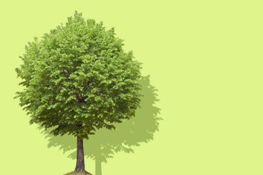 Boş arkaplanda yeşil yapraklı yalnız ağaç - Kopya alanı ile kavram