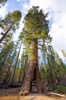 Sequoia Ulusal Parkı 'ndaki dev sekoya - Yosemite Ulusal Parkı - Kaliforniya - ABD