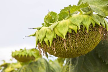 Olgunlaşmış ayçiçeği hasat etmeye hazır bir tarlada