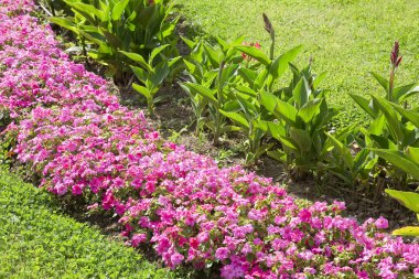 Pembe çiçekli ve yeşil çimenli çiçek tarhı