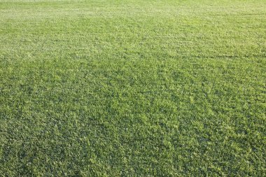 Biçilmiş yeşil çimlerin arkaplanı - Kopya alanı ile insanların kavramı yok.