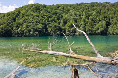 Wooden trunk on a Plitvice Lakes National Park - Europe - Croatia  clipart