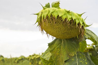 Olgunlaşmış ayçiçeği hasat etmeye hazır bir tarlada