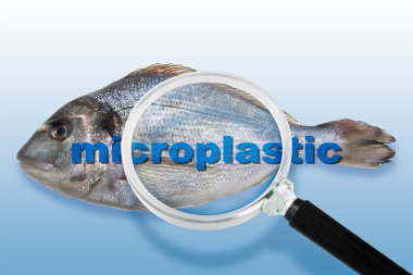 FRESHWATER BALIĞINDA MICROPLASTICS BÖLGESİ - Balıkçılık endüstrisinde Gıda Güvenliği ve Kalite Kontrolü Büyüteç camla