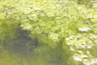 Durgun su arka planında gölün yüzeyinde su yosunları ortaya çıkıyor.