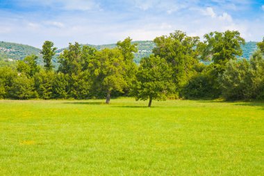 PLANAR Arazi Yönetimi - İnşaat ve konut için uygun ağaçların bulunduğu yeşil bir arazide boş bir arazi ile arazi yönetimi