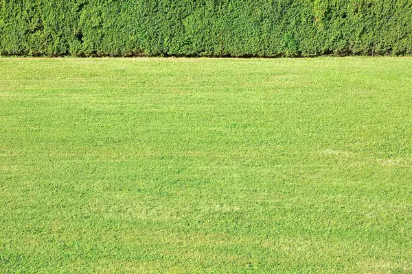 Ön planda vibrant yeşili bir hedge ile düzgünce biçilmiş arka planda sakin ve bakımlı bir bahçe sahnesi yaratıyor - fotokopi alanı olan resim