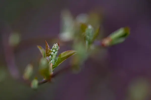 Her şey uyanır, bahar gelir. Yüksek kalite fotoğraf