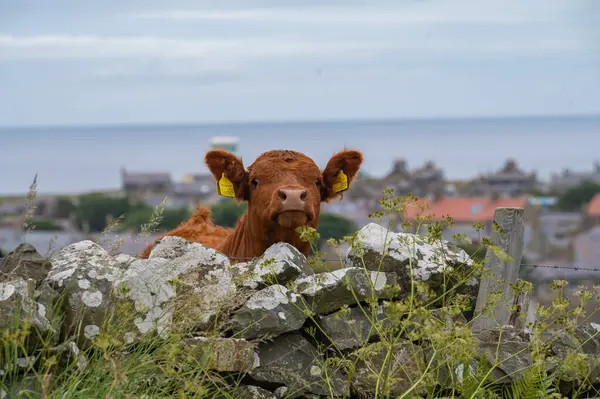 İskoçya, Rosehearty, Aberdeenshire 'daki tuhaf sığırlar. Yüksek kalite fotoğraf