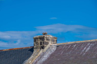 Rosehearty, İskoçya, Aberdeenshire 'daki genç martılar. Yüksek kalite fotoğraf