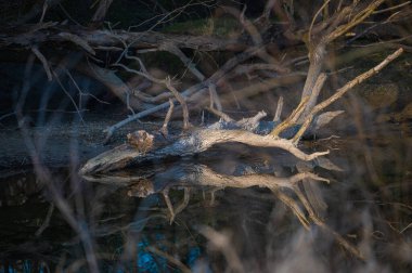 Neuburg am Rhein yakınlarındaki suda ayna görüntüsü. Yüksek kalite fotoğraf