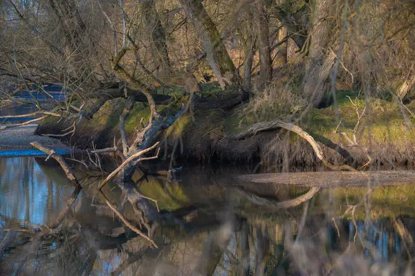 Neuburg am Rhein 'da ayna görüntüsü. Yüksek kalite fotoğraf