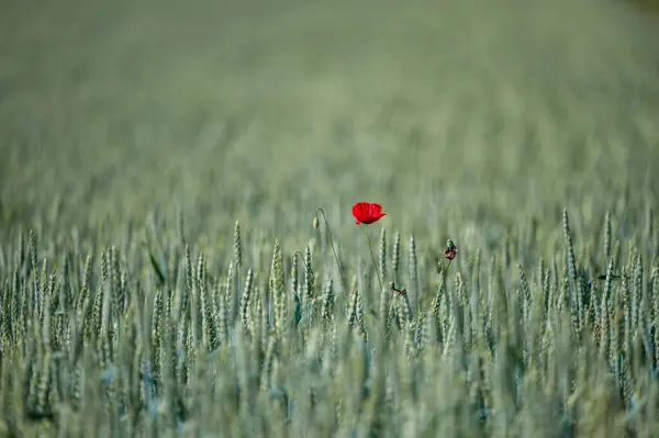 Yazın Brochenzell yakınlarında çiçek çayırı. Yüksek kalite fotoğraf