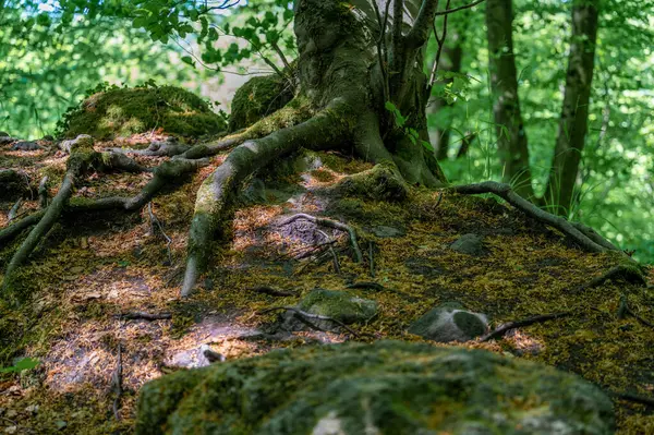 Berdorf yakınlarında vahşi romantik Muellerthal. Yüksek kalite fotoğraf