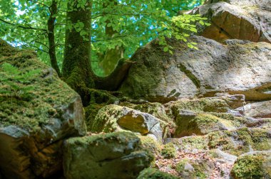 Ernzen 'deki Dinopark' taki Şeytanlar Geçidi. Yüksek kalite fotoğraf