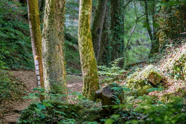 Berdorf yakınlarında vahşi romantik Muellerthal. Yüksek kalite fotoğraf