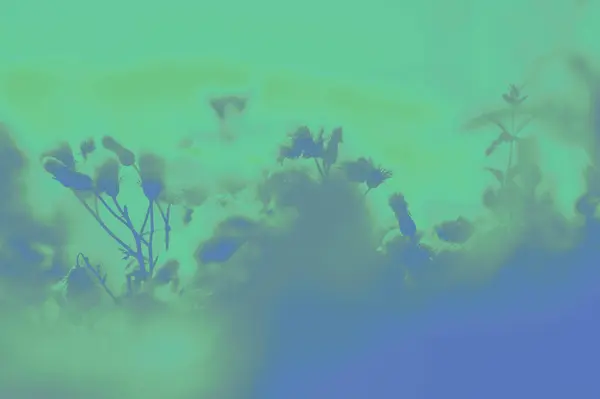 Arka planda bitkiler olan bir çayır dokusu. Yüksek kalite fotoğraf